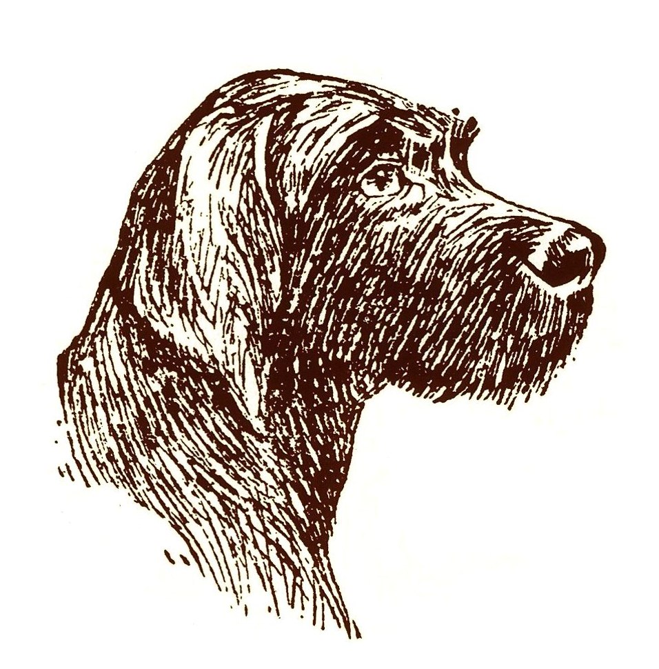 Pudelpointer – Pudelpointer e.V.